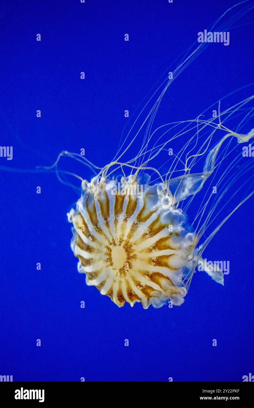 Point Defiance Zoo & Aquarium, Tacoma, Washington. Die langen, streamer ähnlichen Tentakeln der Japanischen Seekessel (Chrysaora pacifica) schwimmenden Quallen Stockfoto