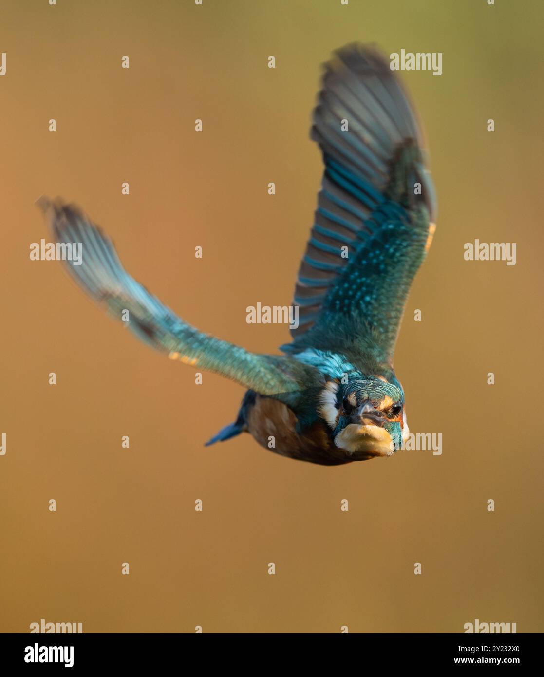 Nahaufnahme eines männlichen Eisvogels (Alcedo atthis) im Flug Stockfoto