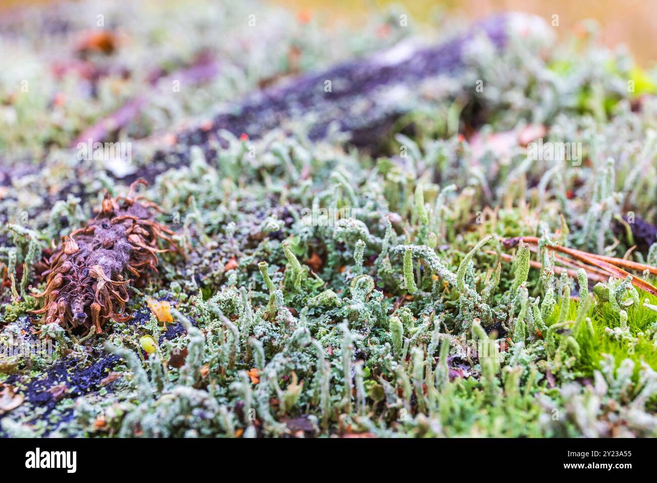 Nahaufnahme bei cladonia Flechten Stockfoto