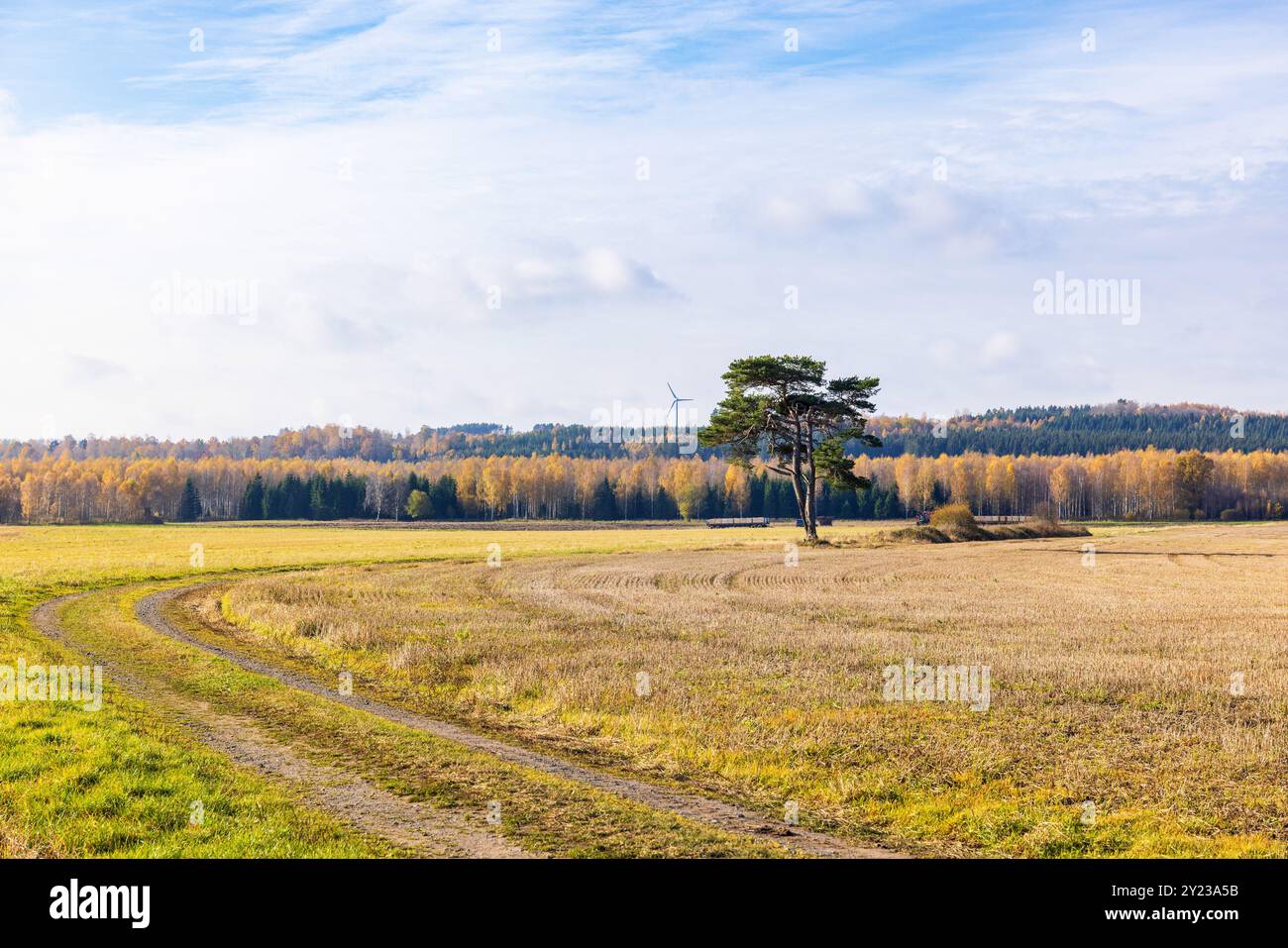 Feldweg auf einem Feld mit einem einzigen Baum Stockfoto