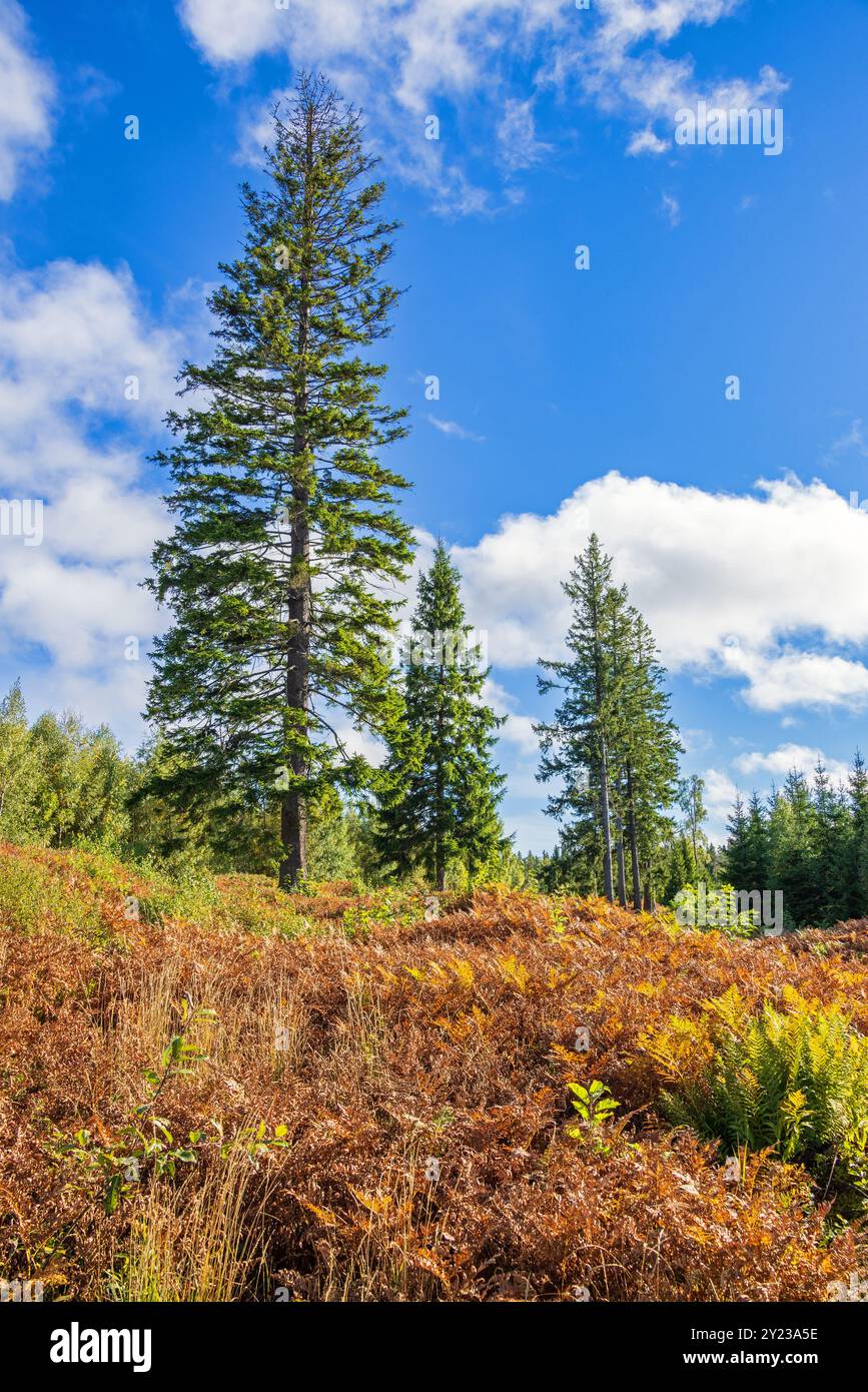 Fichte auf einem Moor mit Farnen im Herbst Stockfoto