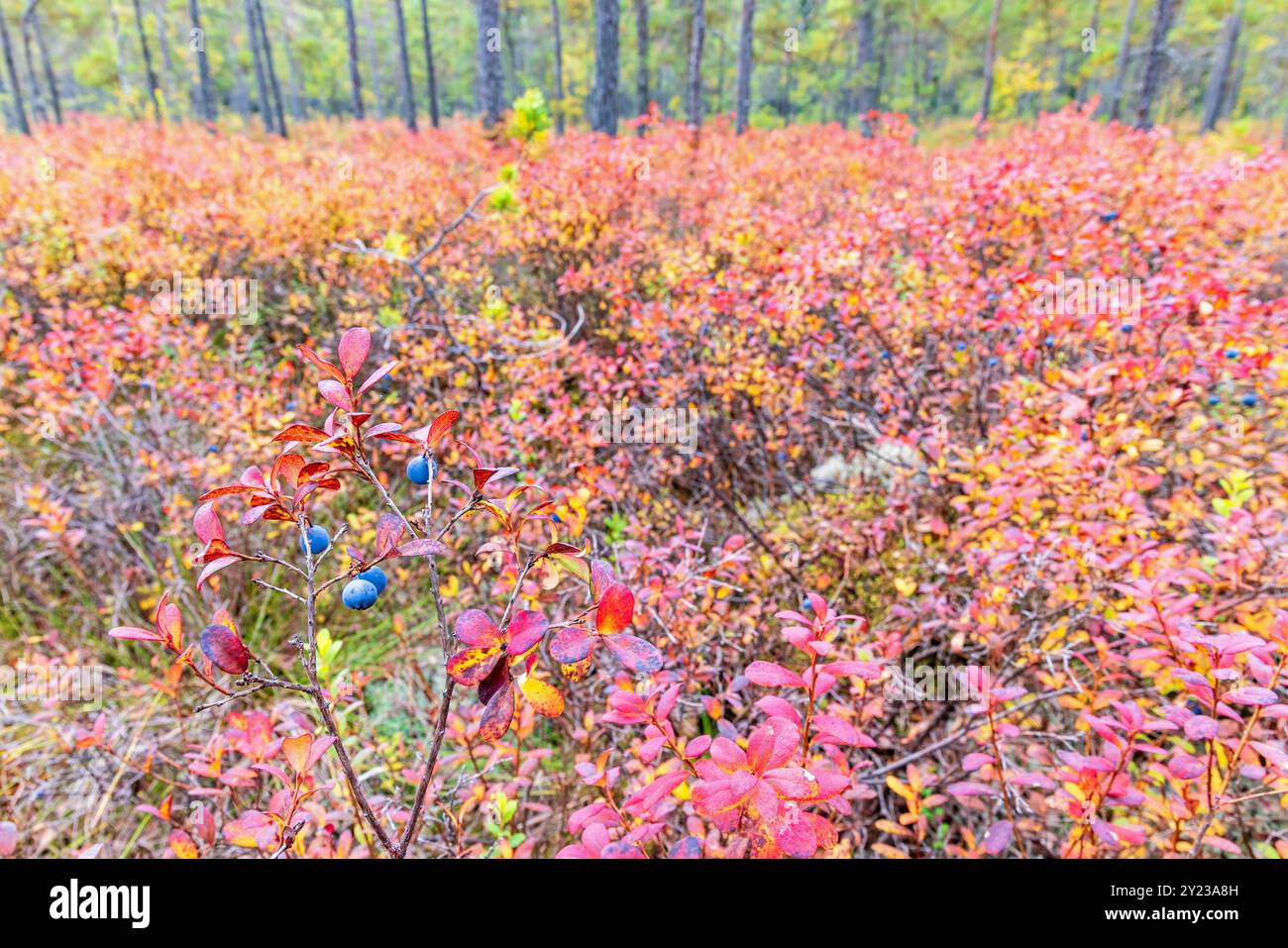 Heidelbeeren in einem Wald bei mit Blättern im Herbst Stockfoto