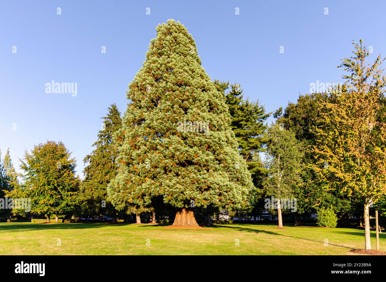 Der große Tannenbaum im Peace Arch Park in Surrey, BC, Kanada ist ein internationaler Park in der Nähe des Grenzübergangs zwischen Kanada und den USA. Stockfoto