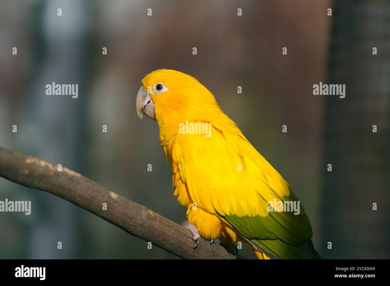 Porträt eines goldenen Sittichs. Vogel in Nahaufnahme. Guaruba Guarouba. Stockfoto