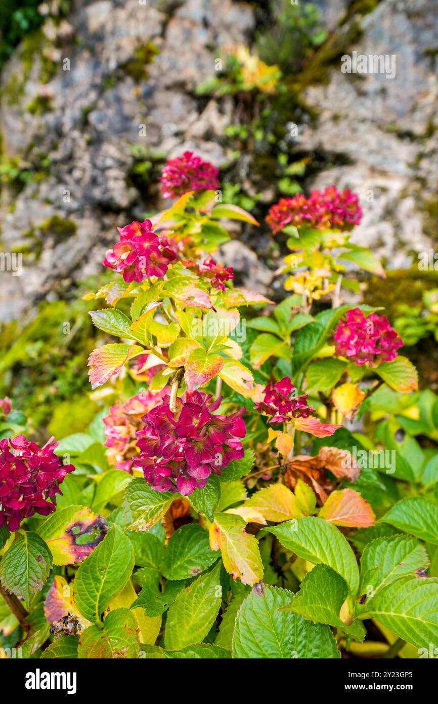 Blühende Hortensie mit rosa Blüten im Herbst. Stockfoto