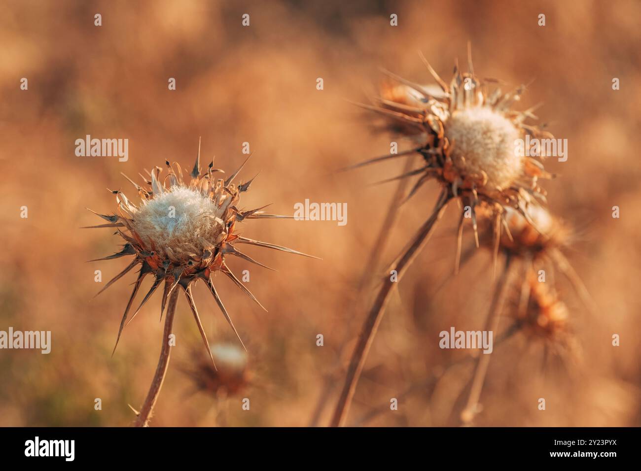 Trockenmilchdistel auf griechischer Wiese im Sommer, selektiver Fokus Stockfoto