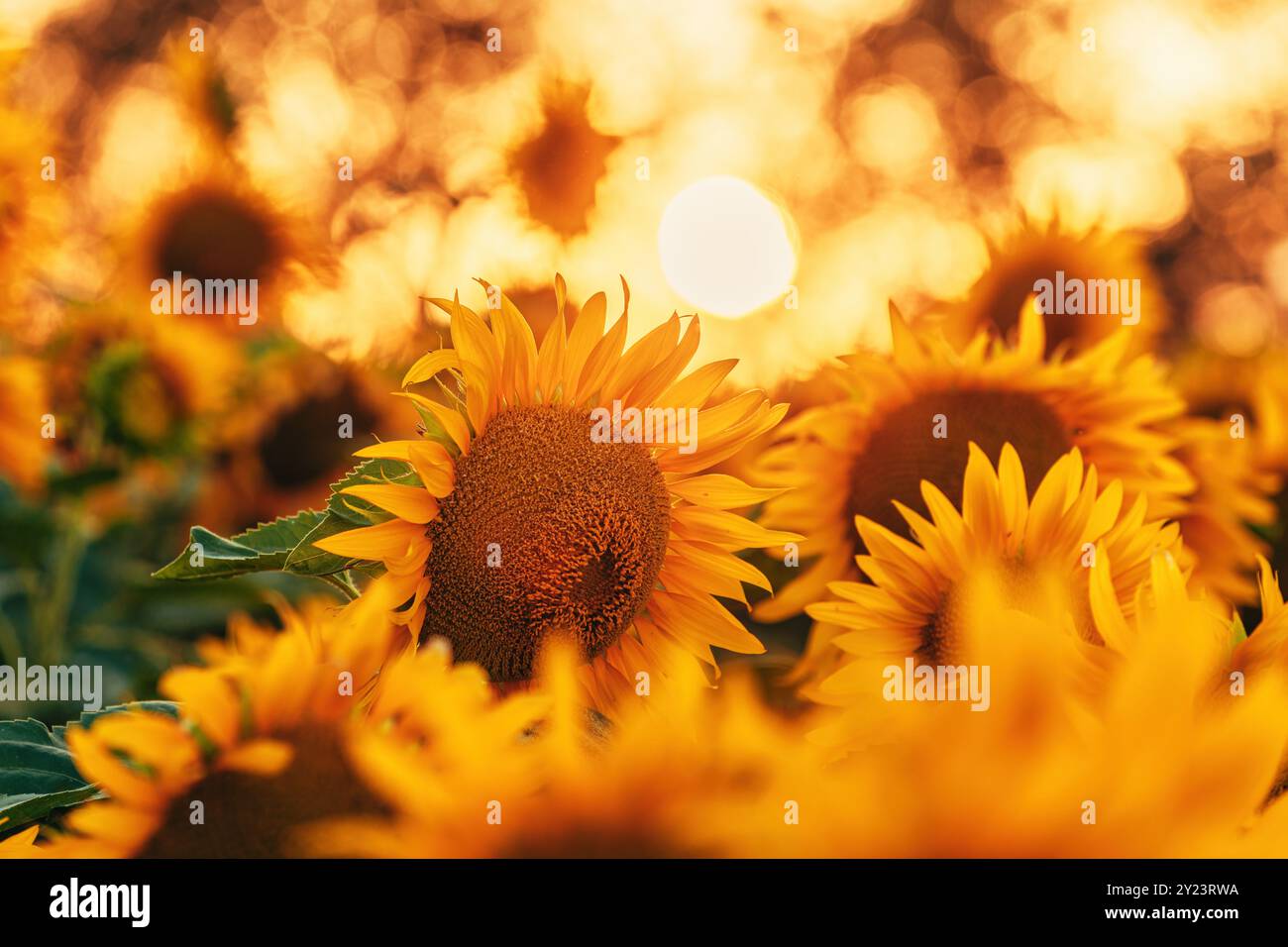 Bebautes Sonnenblumenfeld in Blüte, Helianthus annuus im Sommersonnenuntergang, selektiver Fokus Stockfoto
