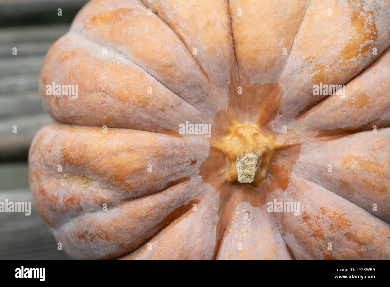 Nahaufnahme eines orangefarbenen Muskatkürbis. Der Kürbis ist von oben fotografiert. Es liegt auf einem Hintergrund aus verwittertem Holz. Stockfoto
