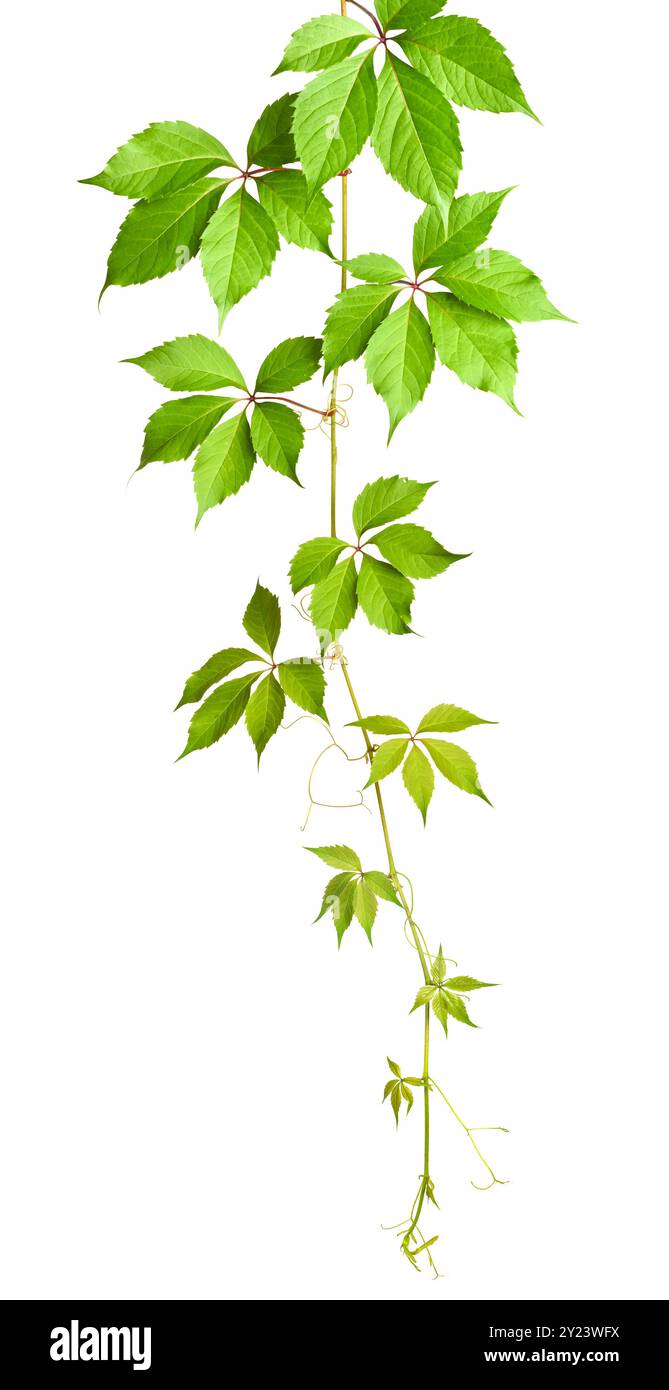 Parthenocissus zweig (wilde Traube) mit grünen Blättern in einer Eckanordnung isoliert auf weißem oder transparentem Hintergrund Nahaufnahme Stockfoto