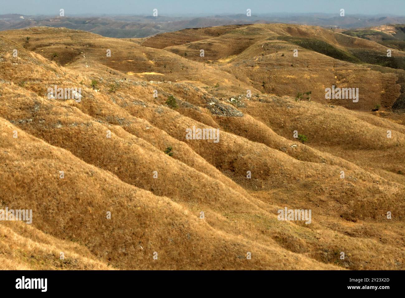 Trockenrasen auf hügeliger Landschaft während der Trockenzeit auf dem Wairinding Hill in Sumba, einer Insel, die regelmäßig von Dürre in Ost-Nusa Tenggara, Indonesien, heimgesucht wird. Stockfoto