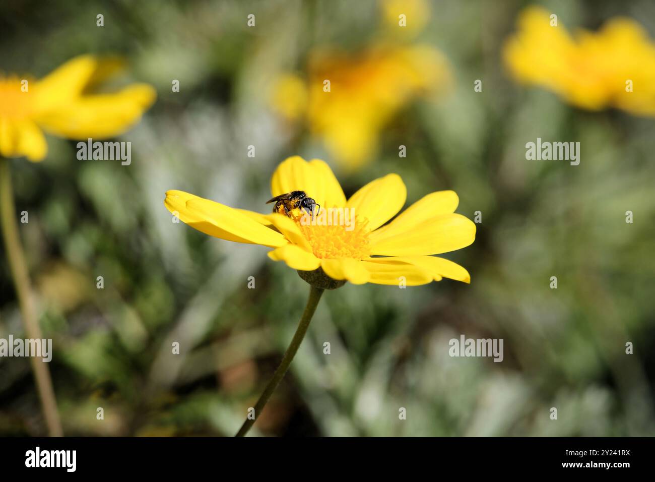 Lasioglossum Bee sammelt Nektar von Golden Daisy Bush Blume im südaustralischen Garten Stockfoto