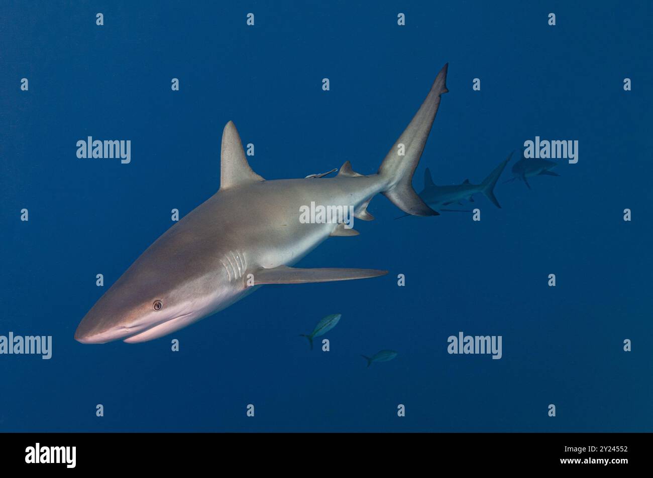 Karibischer Riffhai in klarem blauem Wasser Stockfoto