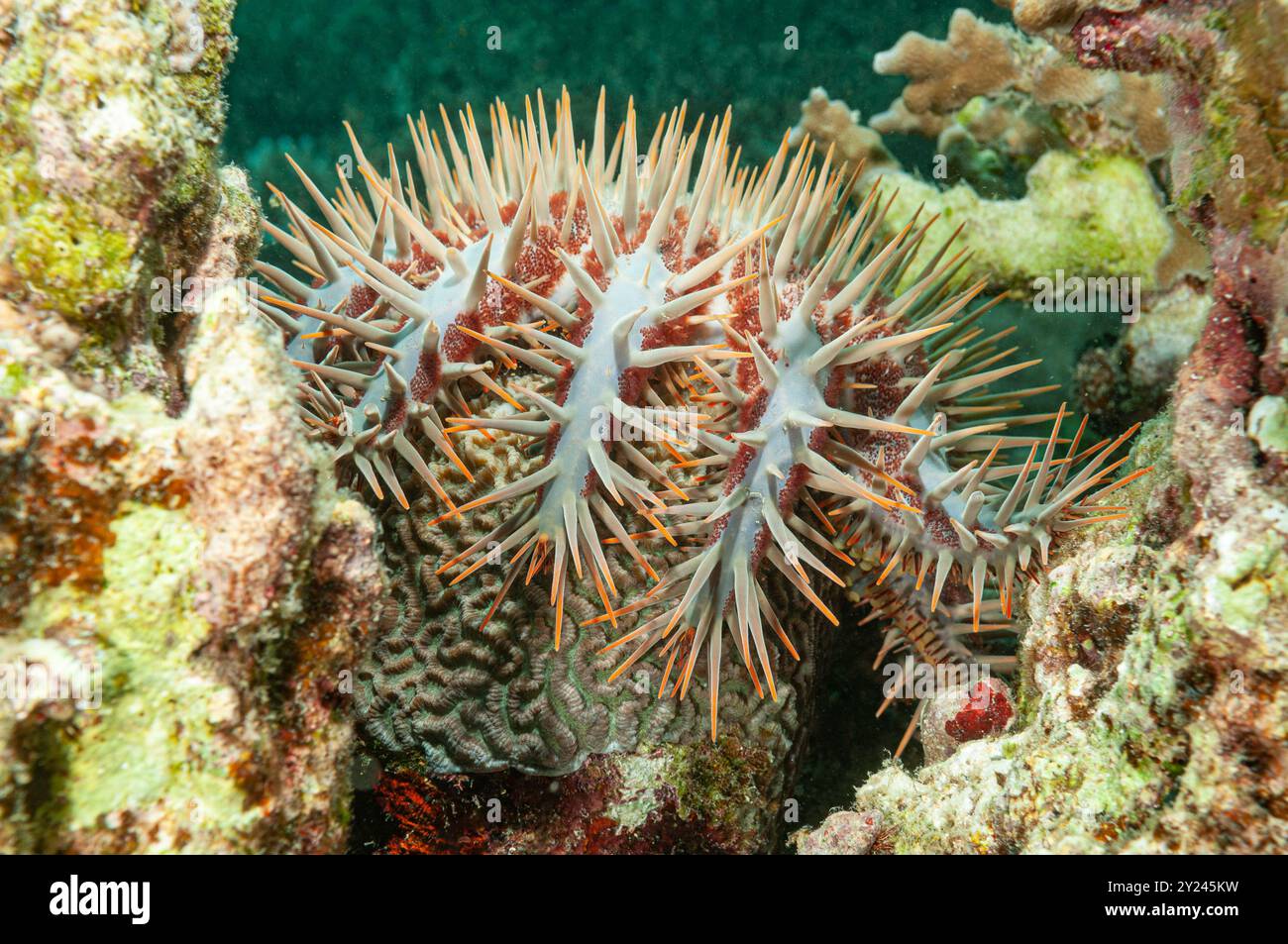 Dornenkrone Seestern auf Korallen Stockfoto