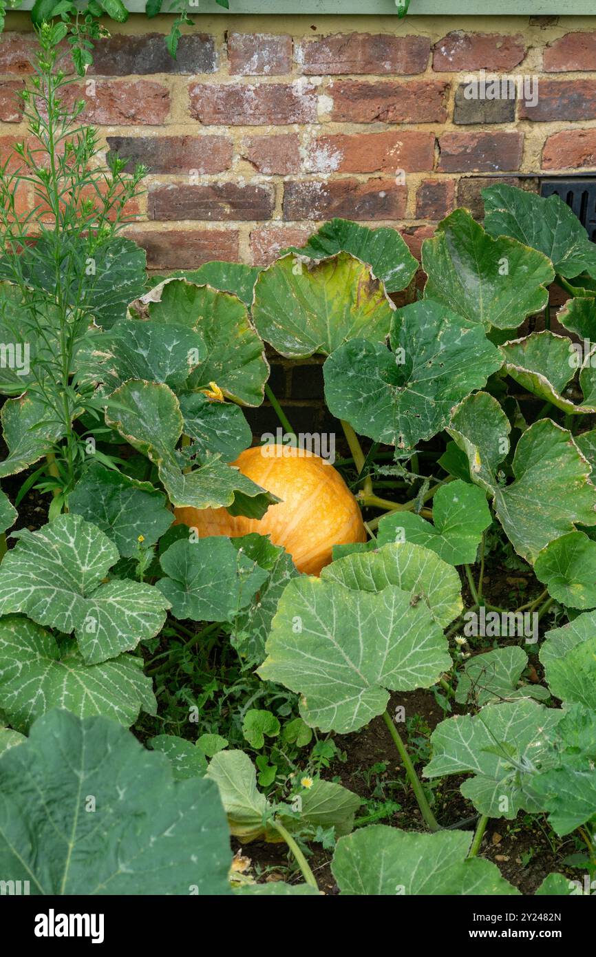 Kürbispflanze wächst in einem Gemüsegebiet, Wall Garden, Delapre Abbey, Northampton, Großbritannien Stockfoto