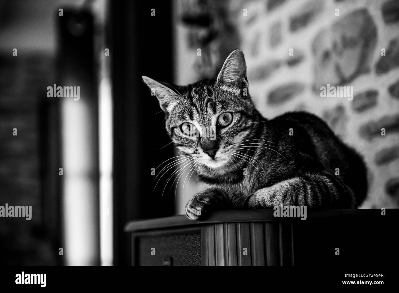 Porträt einer jungen grauen Tabbykatze, die auf einem Möbelstück im Haus liegt Stockfoto