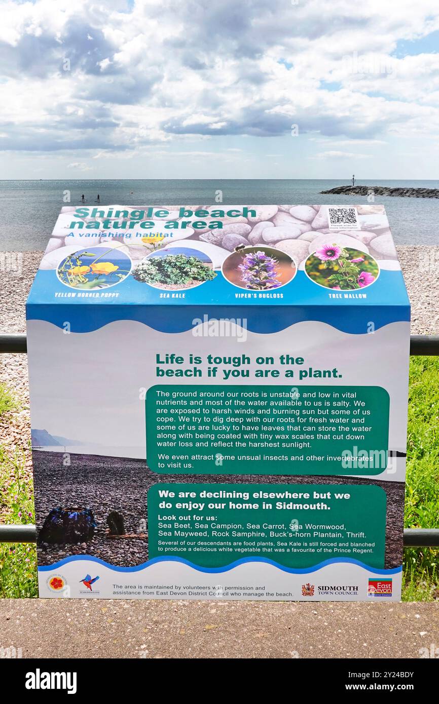 Informationstafel zum Seaside Resort mit detaillierten Informationen zum Naturgebiet Shingle Beach an der Küste von Sidmouth, die von Freiwilligen aus East Devon England, Großbritannien, betreut wird Stockfoto
