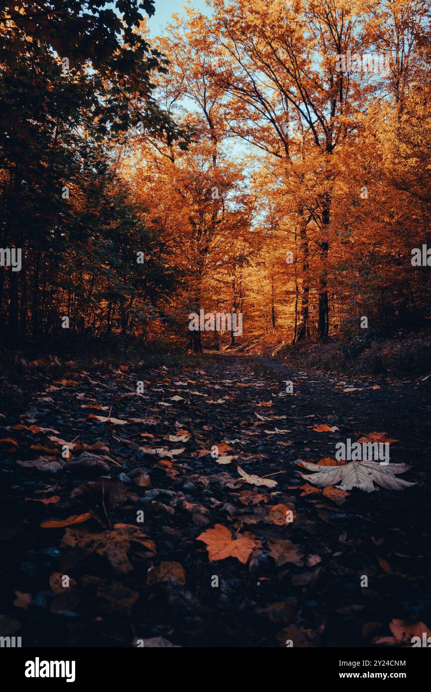 Bäume mit gelben und grünen Blättern säumen im Herbst einen Pfad mit Blättern auf dem Boden Stockfoto