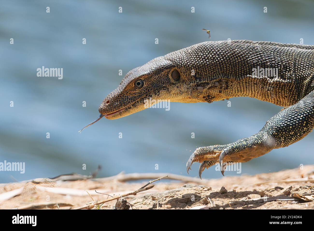 Mertens' Water Dragon (Varanus mertensii) zeigt Krallen und Zunge heraus, Rinyirru, Lakefield National Park, Far North Queensland, Australien Stockfoto