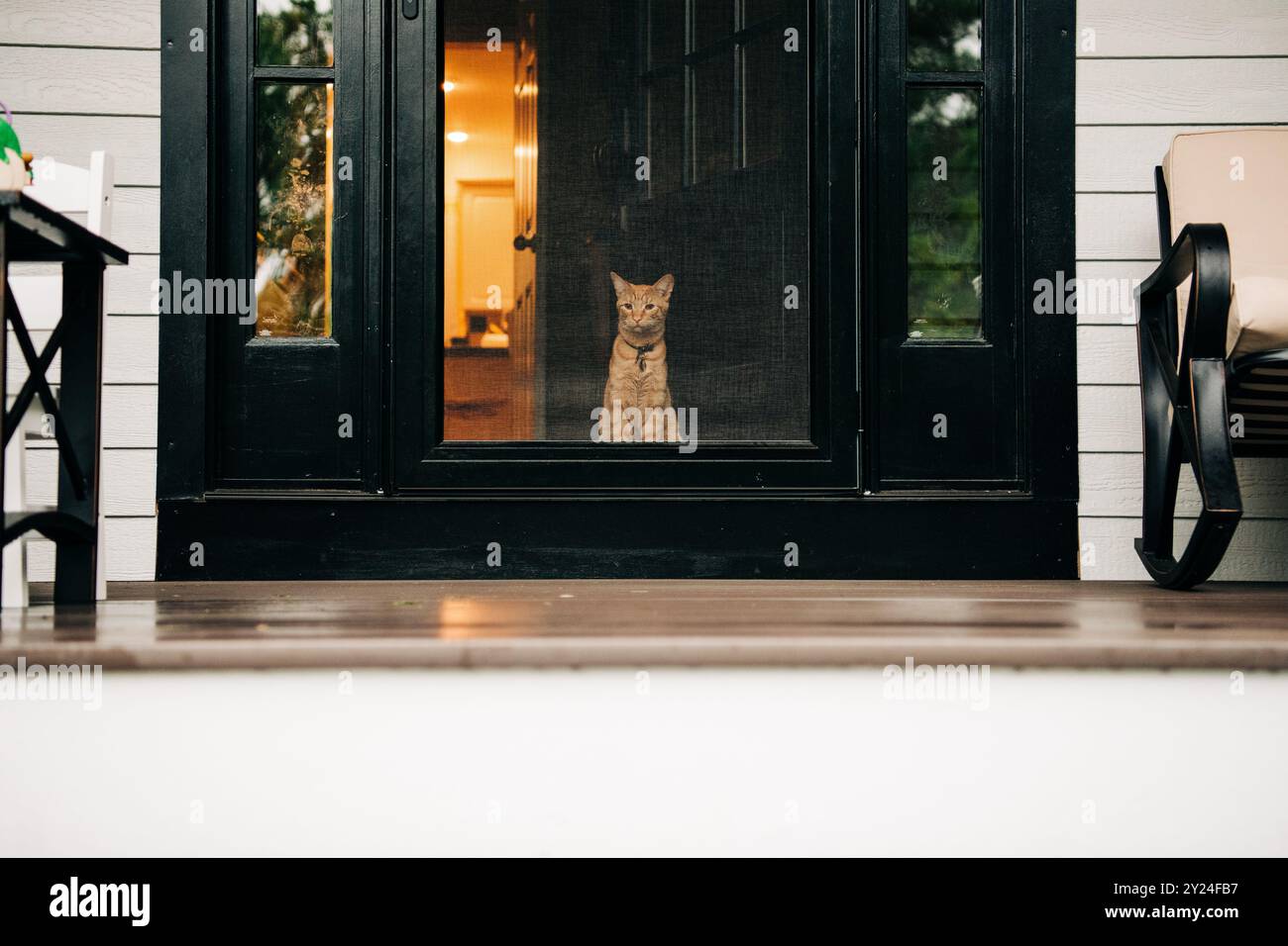 Die orangene Katze sitzt hinter einer Gittertür und blickt nach draußen Stockfoto