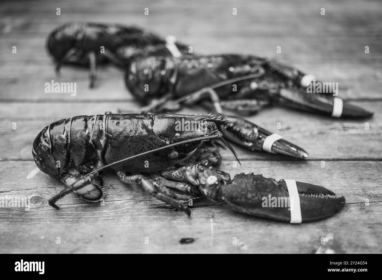 Nahaufnahme von drei frischen Hummer auf einer Terrasse Stockfoto