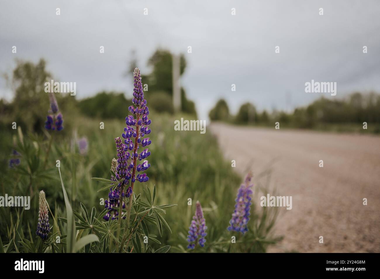 Frühlingslupinen und frisches Gras auf einem Land, unbefestigten Straßen Stockfoto