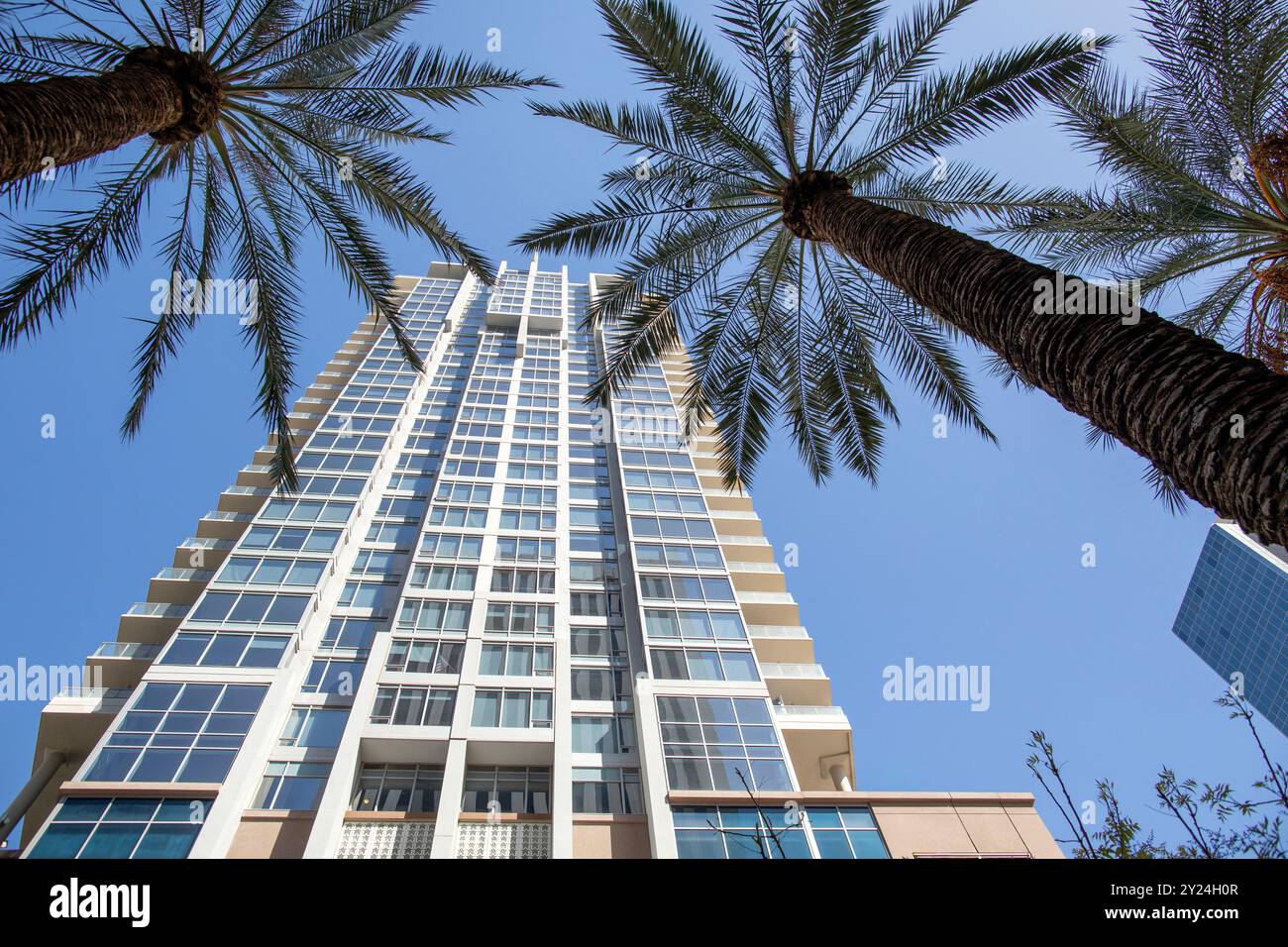 Blick auf das Hochhaus durch Palmen Phoenix, AZ Stockfoto