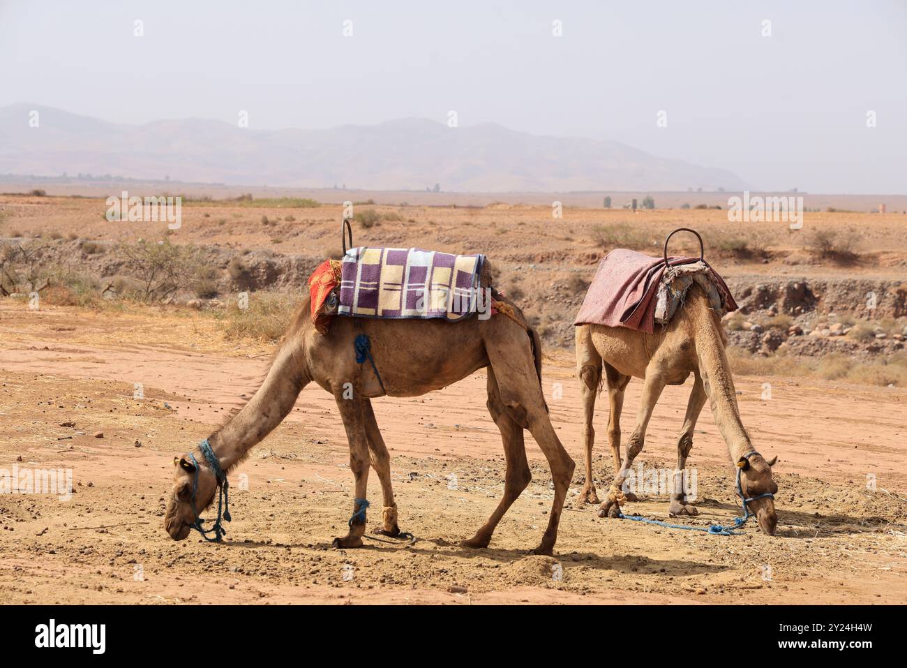 Nomadenlager mit Dromedaren und Kamelfahrer in der Wüstenlandschaft nahe dem Mittleren Atlas in Marokko. Marokko, Nordafrika. Foto von Hug Stockfoto