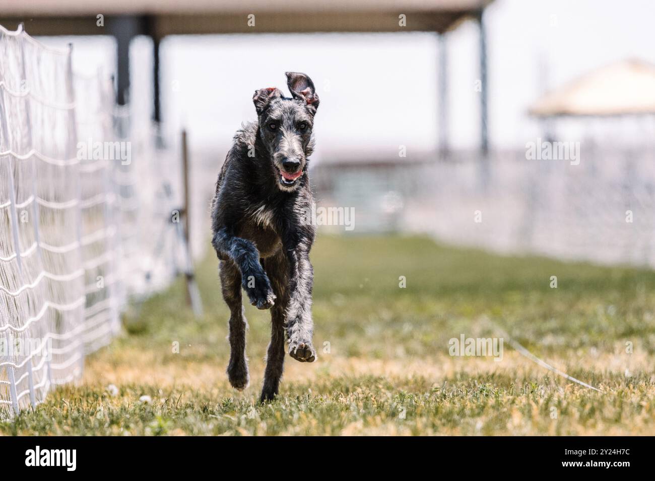 Grau Scottish Deerhound Dog Running Lure Course Dog Sport Stockfoto