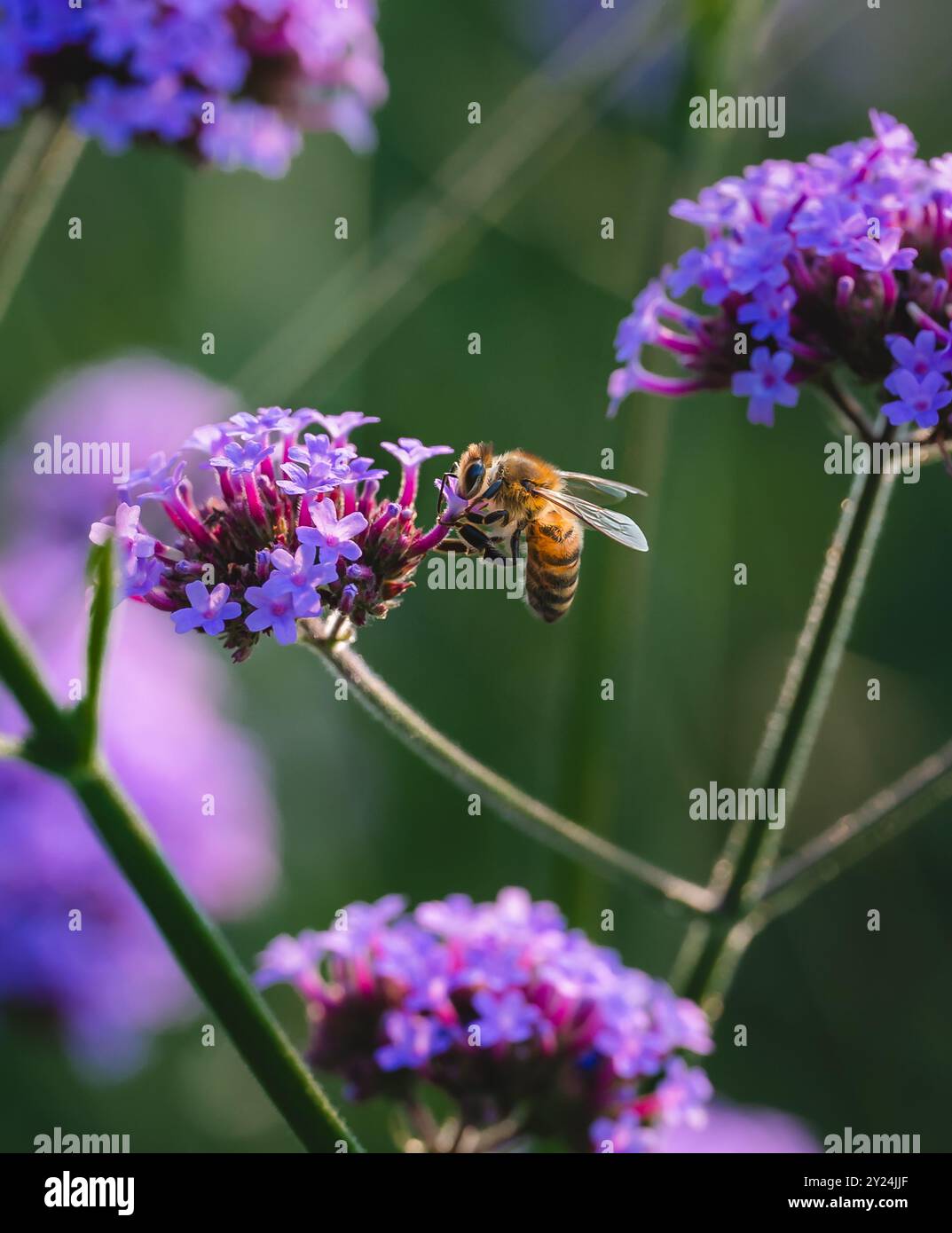 Nahaufnahme einer Honigbiene, die im Garten Pollen aus violetten Blüten sammelt. Stockfoto