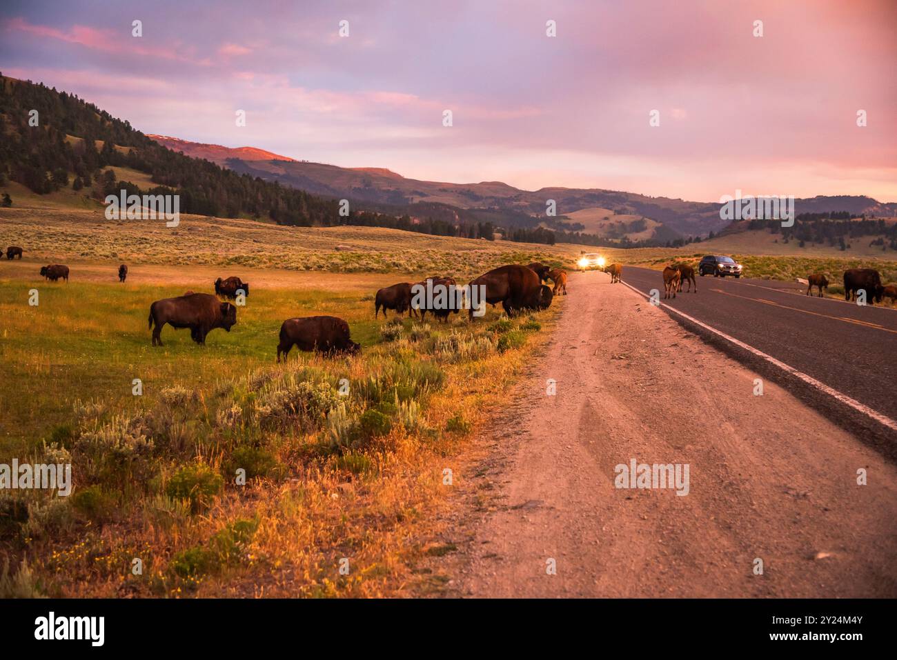 Bisonherde weidet in der Abenddämmerung am Straßenrand in Yellowstone Stockfoto