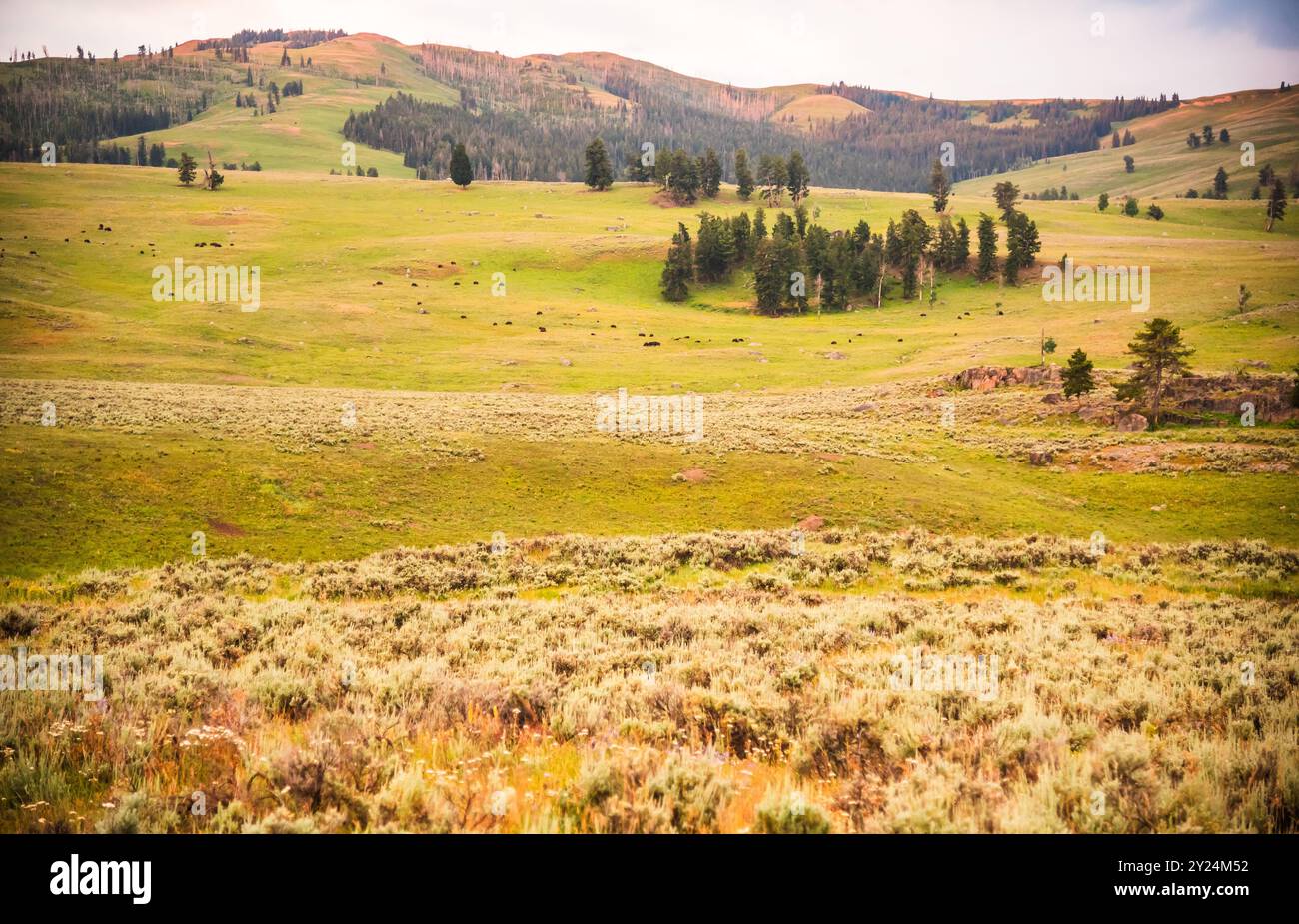 Ausgedehntes grünes Tal mit weidenden Bisons im Lamar Valley. Stockfoto