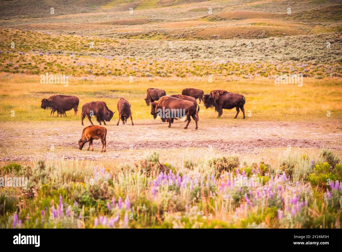 Eine Herde Bisons weidet in Yellowstone während eines ruhigen Abends. Stockfoto