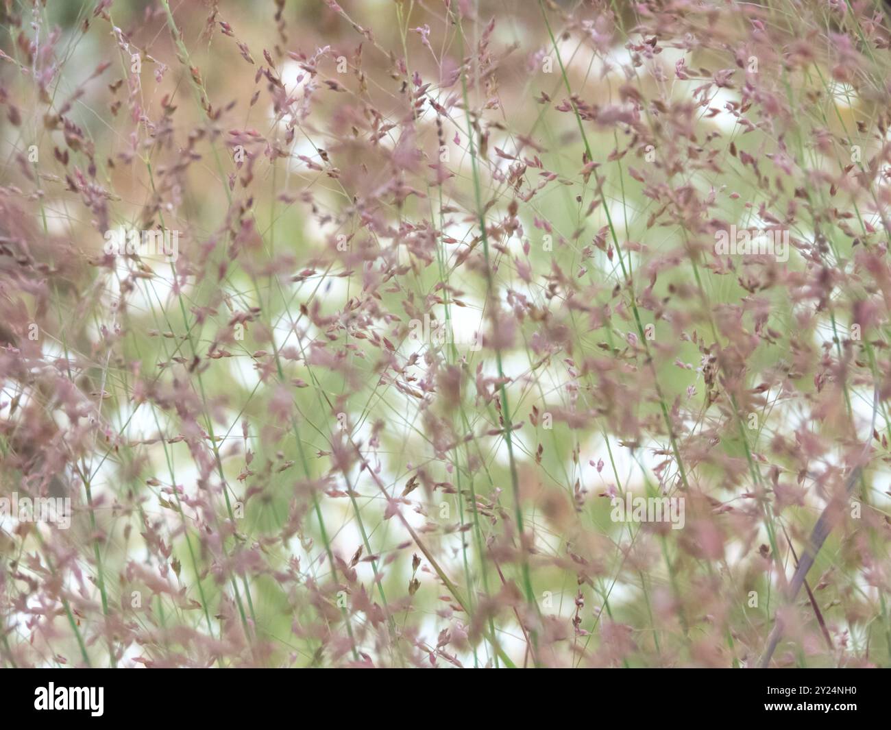 Panicum virgatum blühendes Ziergras. Schelgras blühende poaceae Pflanzen stammen auf weißblühenden Pflanzen Hintergrund. Grasblumen schweben Stockfoto