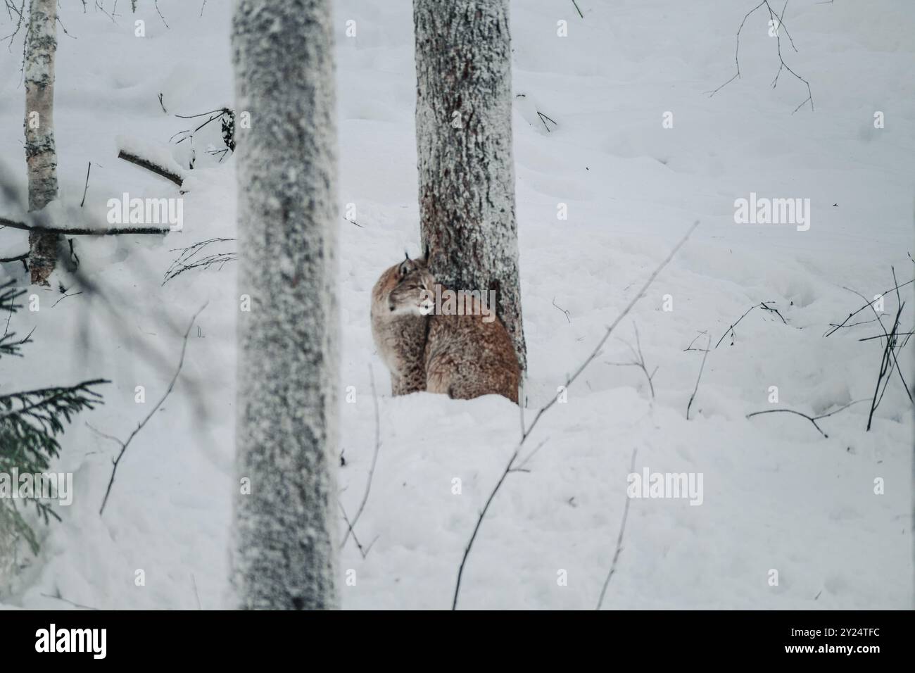 Lynx im Schnee blickt rückwärts in Ranua, Lappland Stockfoto