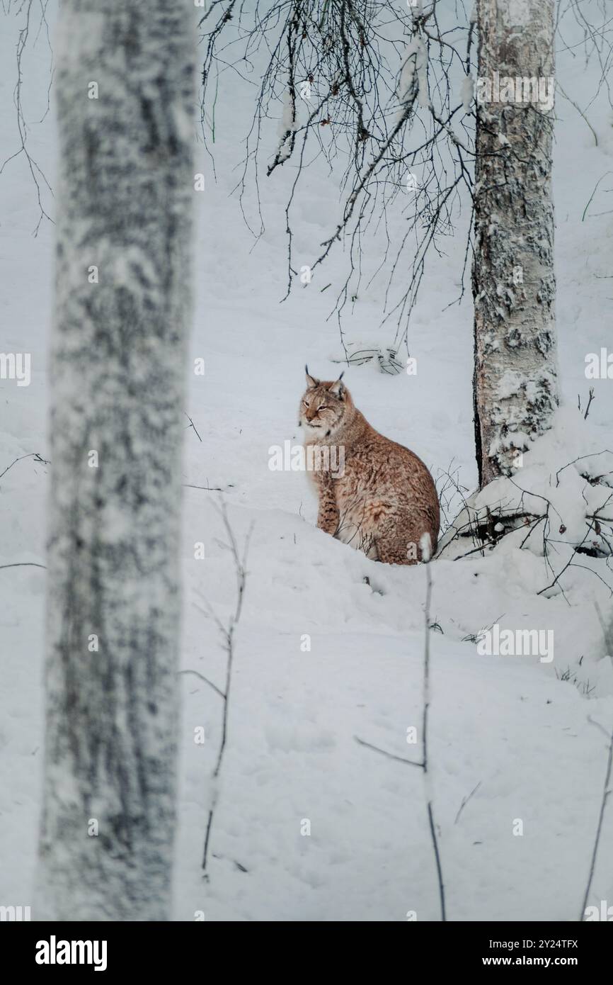 Lynx im Schnee blickt nach vorne in Ranua, Lappland Stockfoto