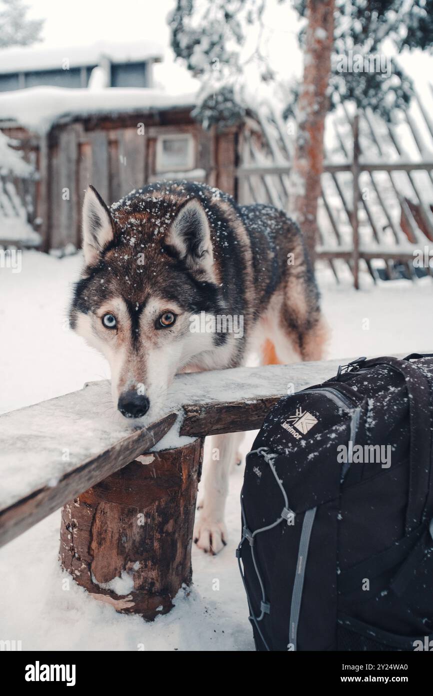 Husky mit bunten Augen, die über die schneebedeckte Bank in Rovaniemi, Lappland, im Winter blicken Stockfoto