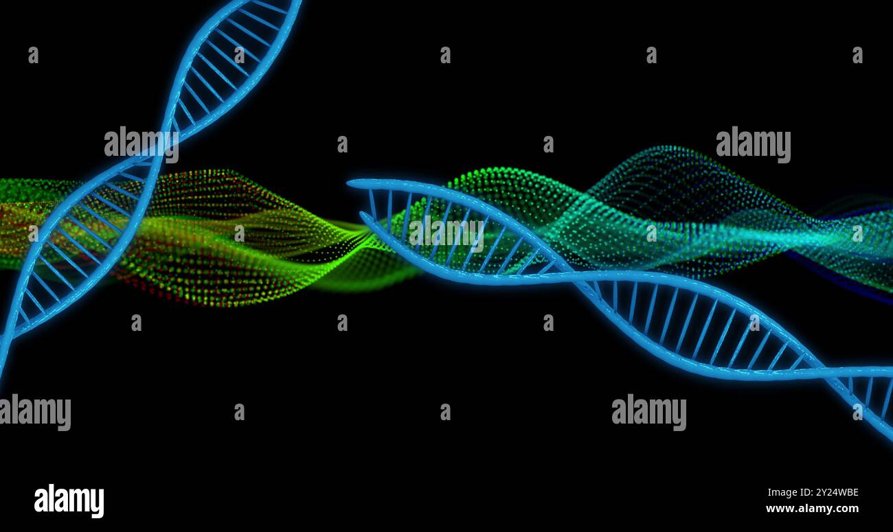 DNA-Stränge und Datenwellen, wissenschaftliches Bild auf schwarzem Hintergrund Stockfoto
