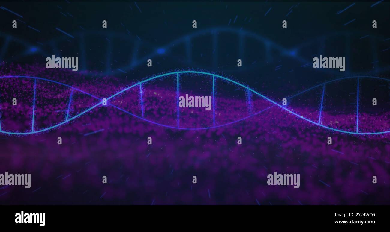DNA-Strangbild über violettem und blauem digitalem Hintergrund Stockfoto