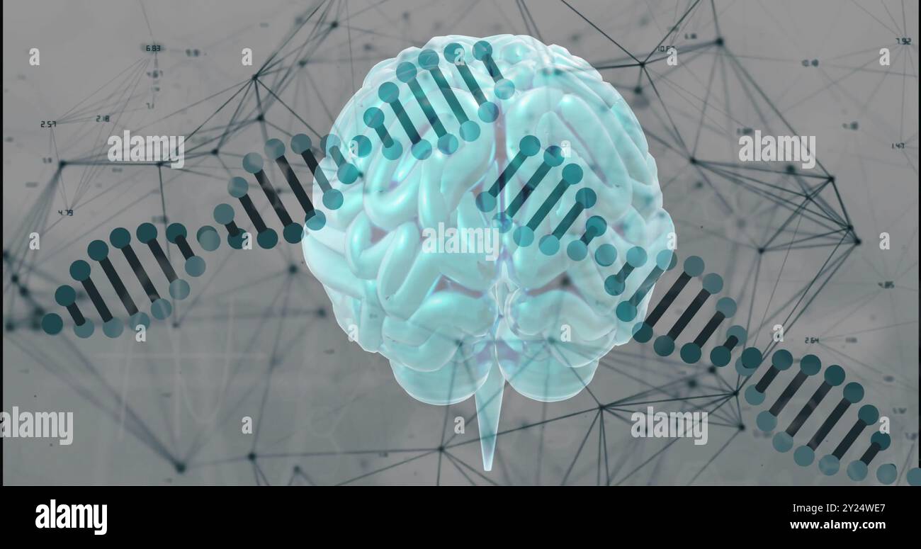 Hirnbild mit DNA-Strang- und Netzwerkverbindungen im Hintergrund Stockfoto