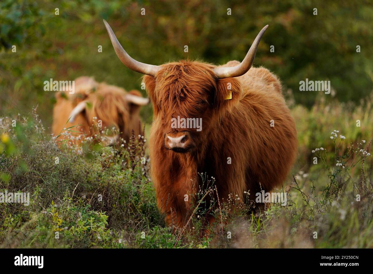 Highland Cattle im Darley and Nutwood Nature Reserve Darley Abbey, Derbyshire Stockfoto