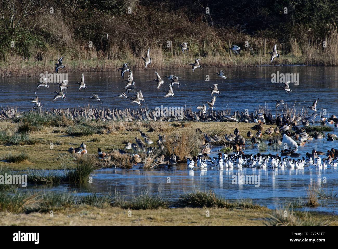 Schwarzschwanzgottwit (Limosa limosa) landet zusammen mit anderen Watvögeln und Wildvögeln und einem Löffelschnabel (Platalia leucorodia), Bowling Green Marsh, exe Estuary. Stockfoto