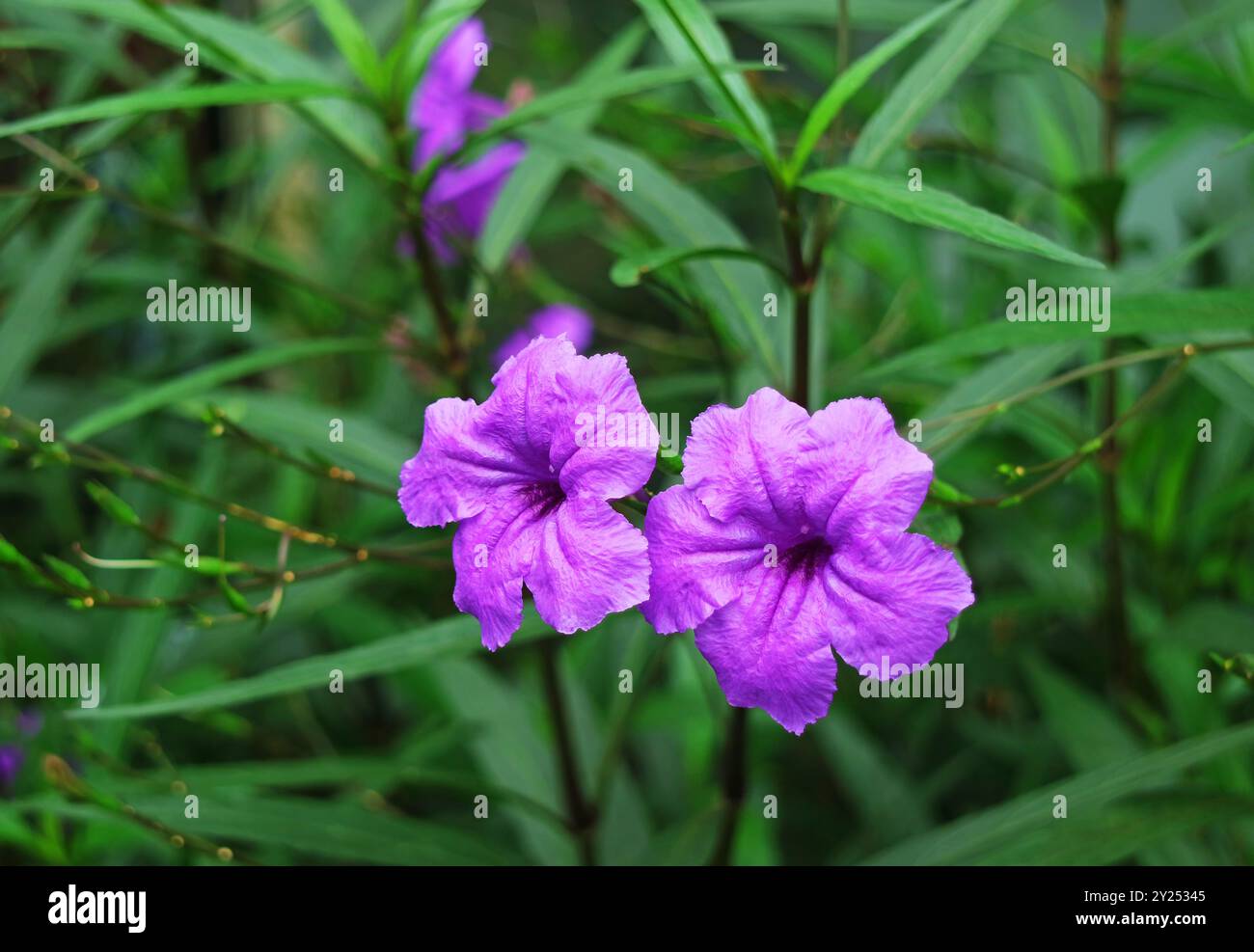 Nahaufnahme eines Paares von leuchtenden lila Popping Pod Flowers auf dem Feld Stockfoto