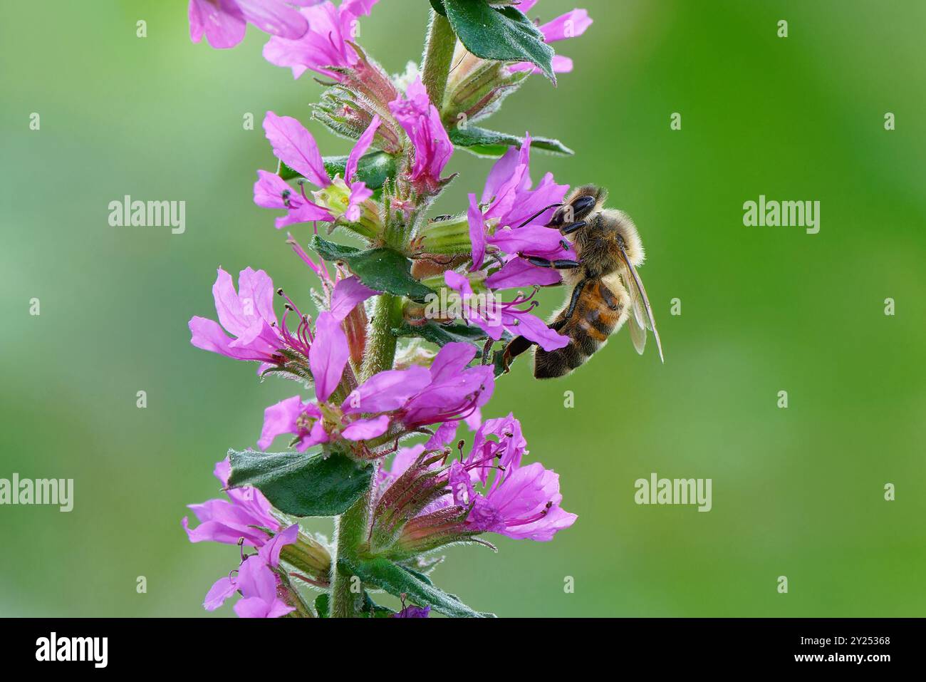 Honigbiene-APIs mellifera ernährt sich von Purple loosestrife-Lythrum salicaria. Stockfoto