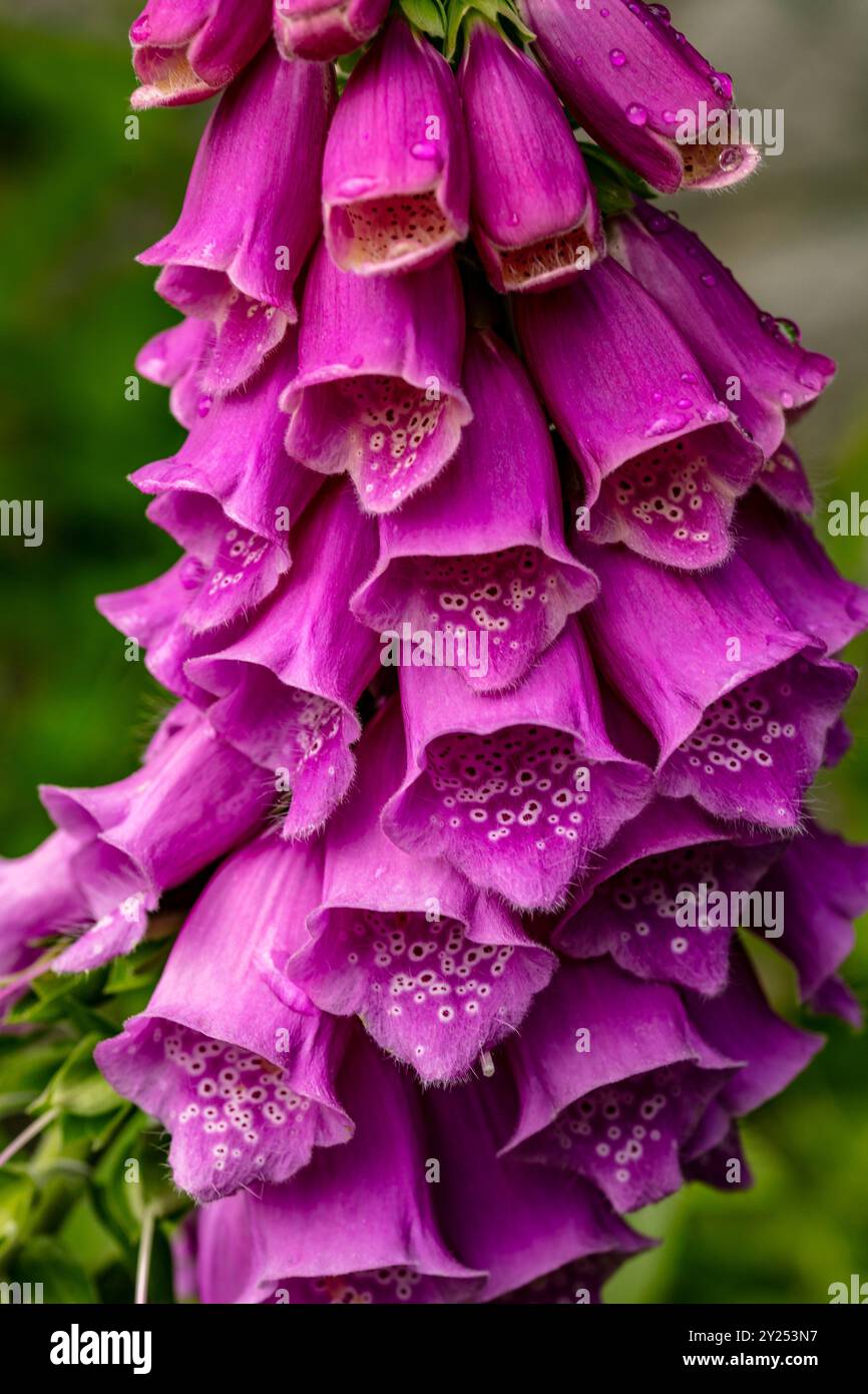 Natürliche Nahaufnahme blühende Pflanze Porträt der allseits beliebten Digitalis Blüten. Aufmerksamkeit erregend, schön, blühend, rot, kühl, großzügig, Stockfoto