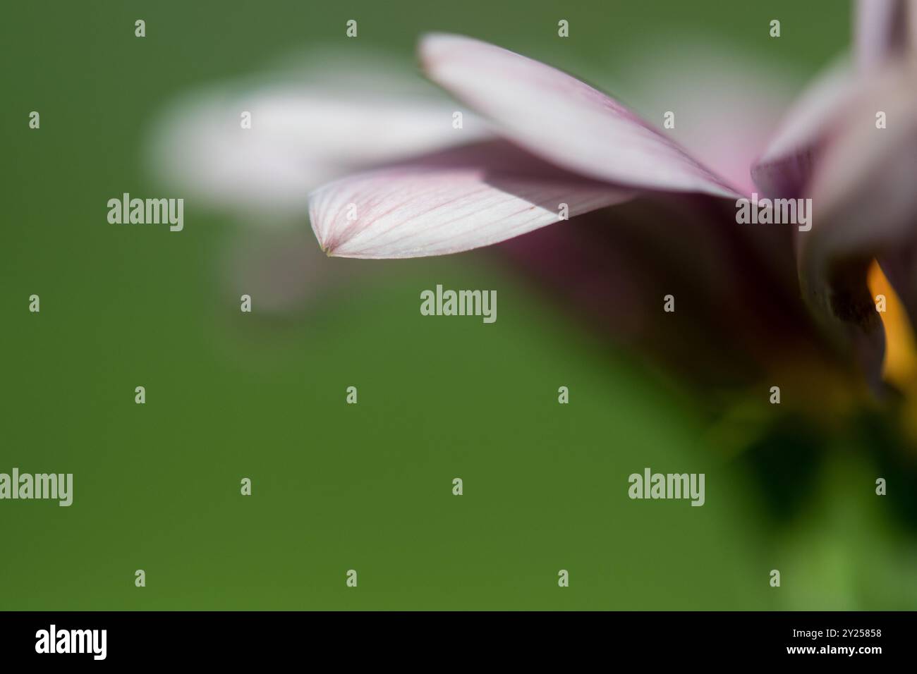 Konzentriere dich auf weiche Blütenblätter mit grünem Hintergrund Stockfoto