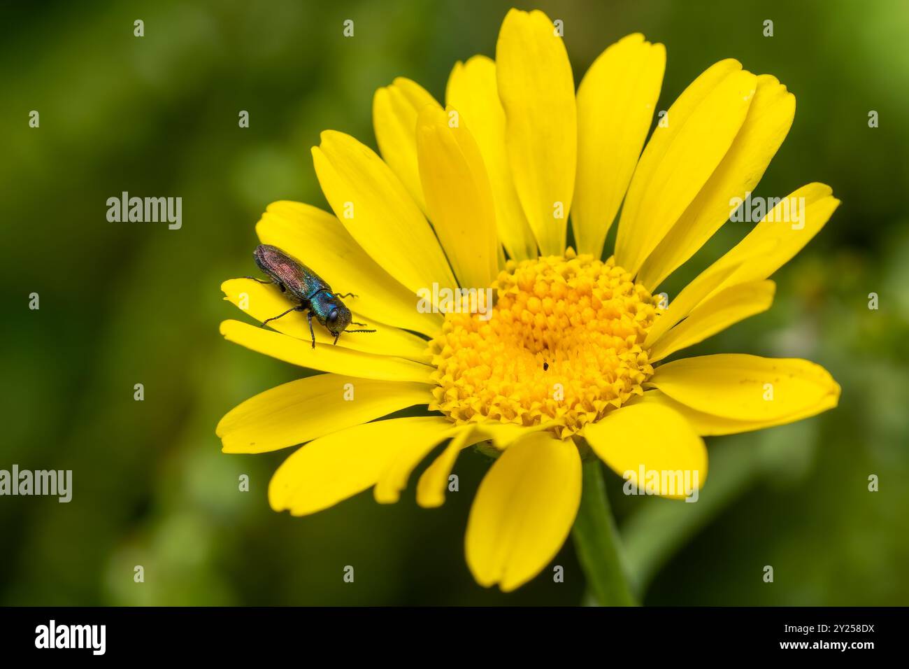 Juwelenkäfer - Anthaxia suzannae, wunderschöner winziger Käfer mit Metallbalken aus europäischen Wiesen und Gärten, Zlin, Tschechische Republik. Stockfoto
