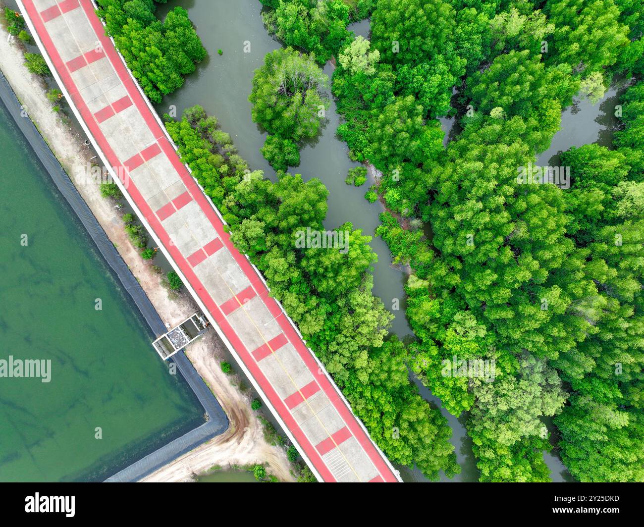 Drohnenansicht einer Betonstraße, die durch einen üppig grünen Mangrovenwald führt, Mangroven, die CO2 abfangen und als natürliche Kohlenstoffsenke dienen Stockfoto