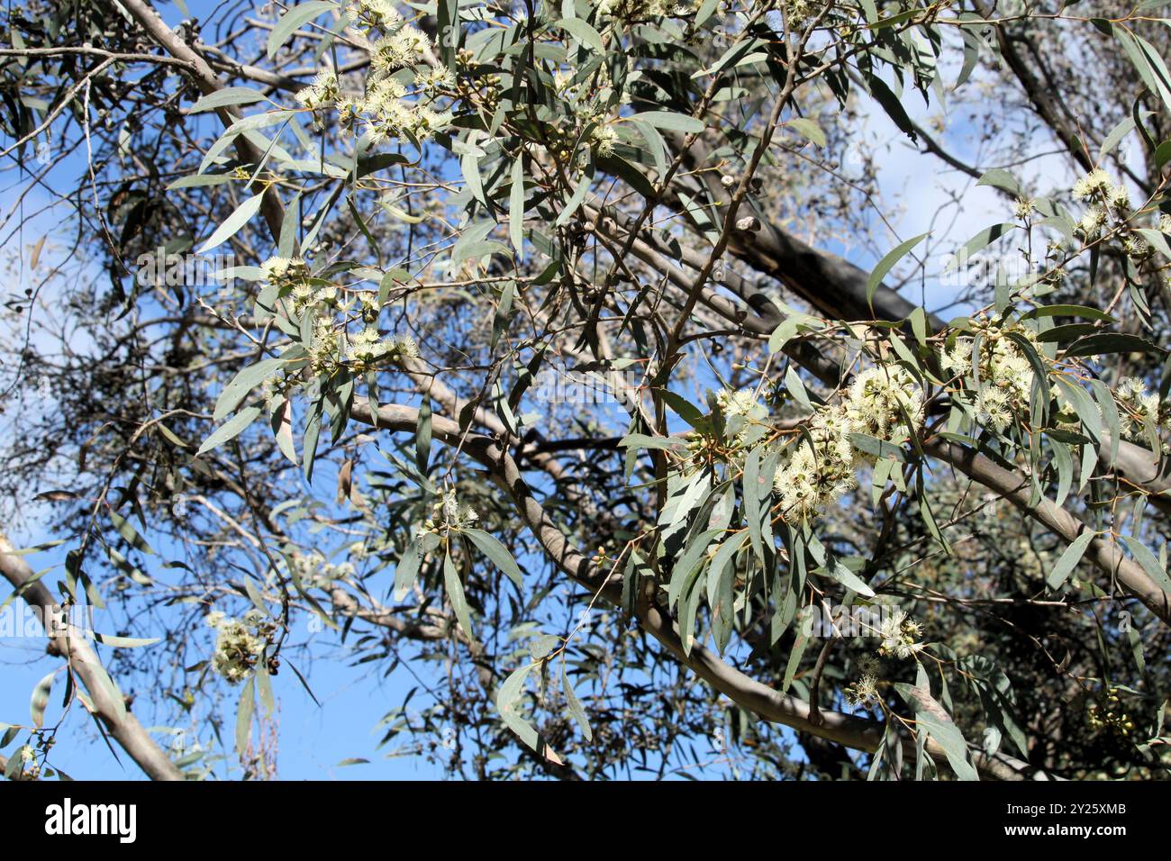 Coastal White Mallee Gum (Eucalyptus diversifolia) in Blume, South Australia Stockfoto