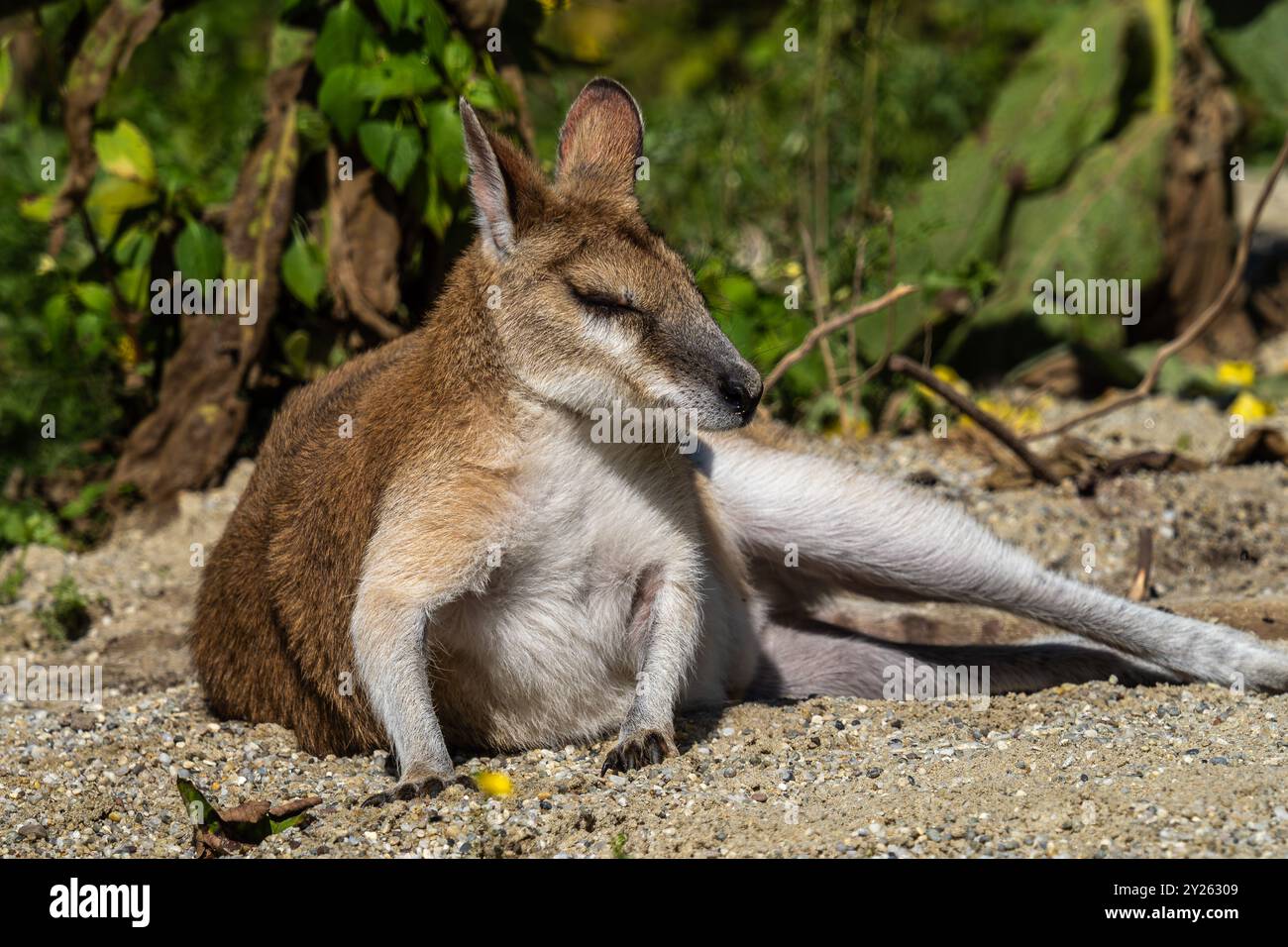 Macropus agilis, auch bekannt als Sandwallaby, ist eine Wallaby-Art, die in Nordaustralien und N zu finden ist Stockfoto