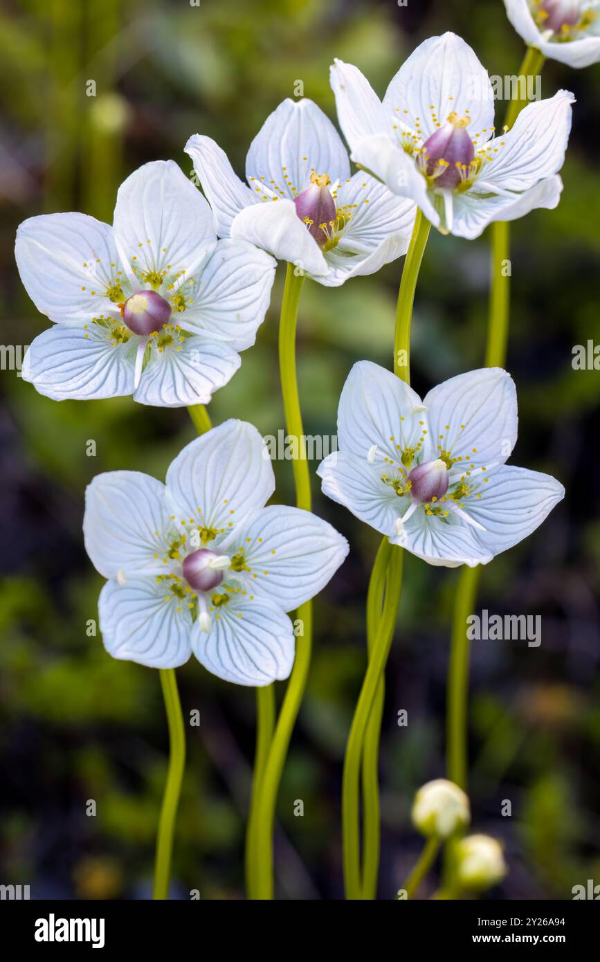 Sumpfgras von Parnassus blüht Stockfoto